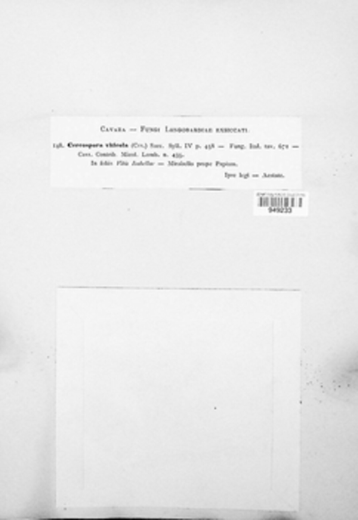 Pseudocercospora vitis image